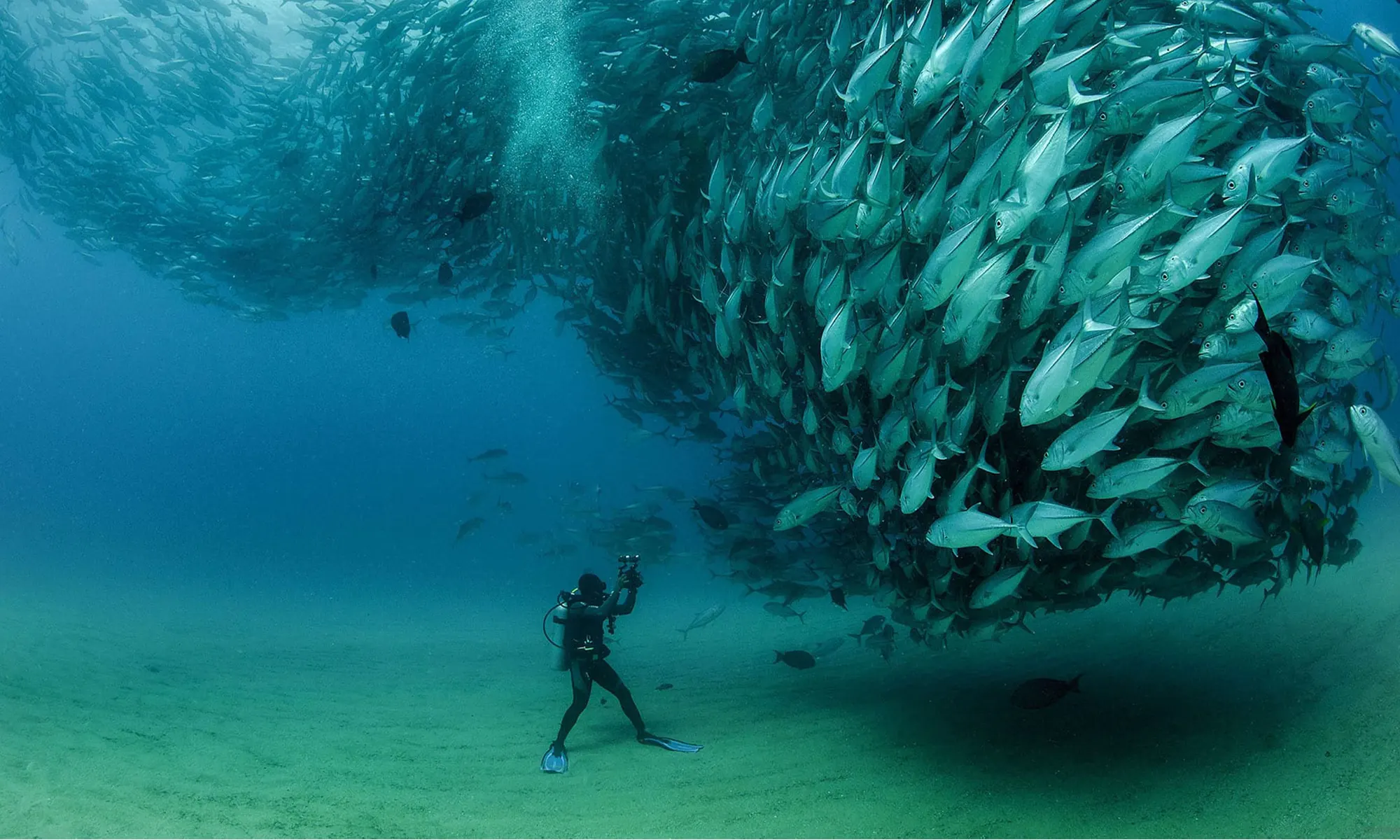 Destino-Los-Cabos-magazine_blog_Cabo Pulmo_A Day Underwater in a Living Laboratory 03