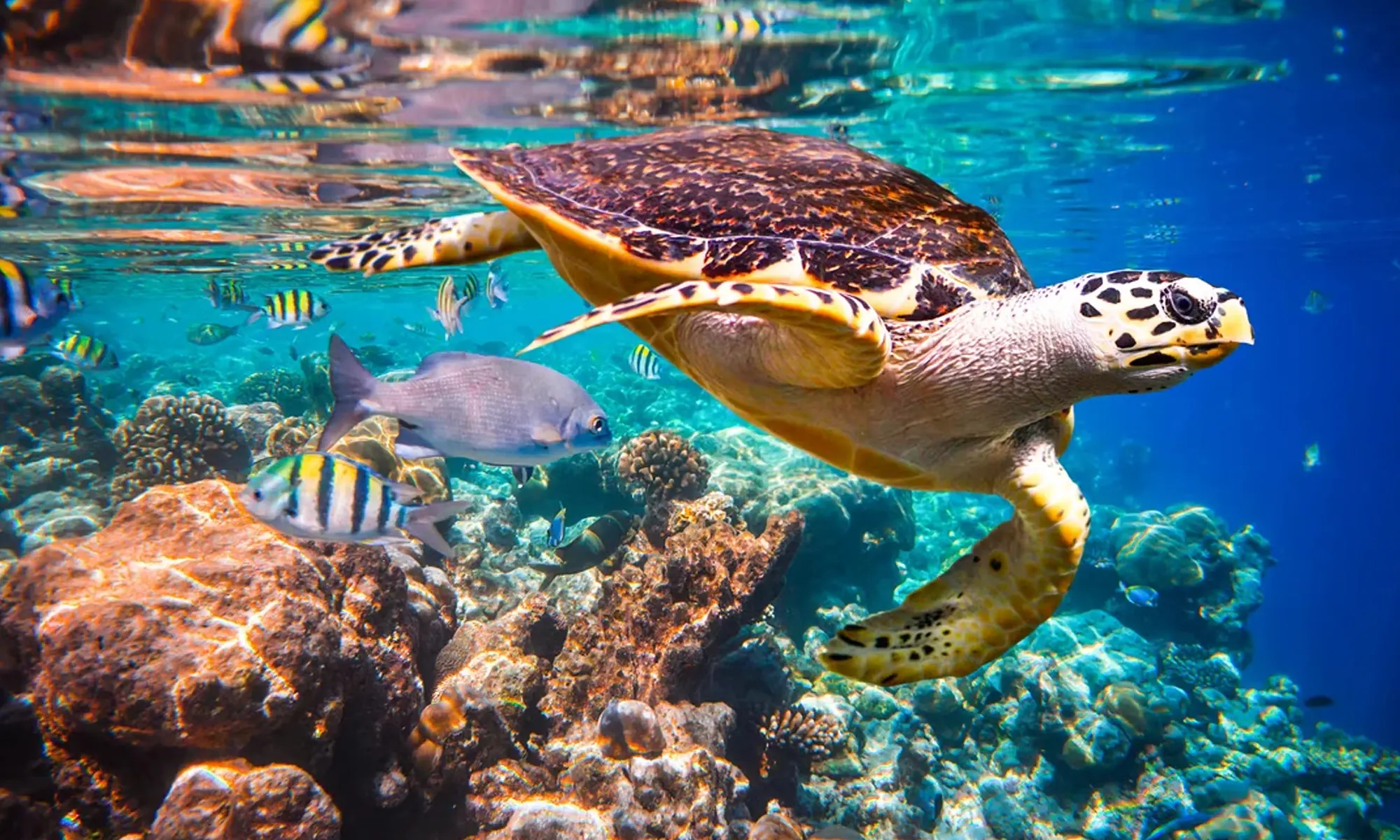 Destino-Los-Cabos-magazine_blog_Cabo Pulmo_A Day Underwater in a Living Laboratory 04