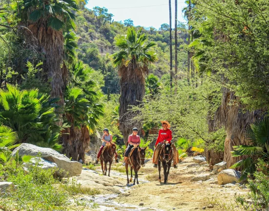 Destino-Los-Cabos-magazine_blog_The Wild Still Lives Here_Rethinking Adventure in a Changing Cabo 01