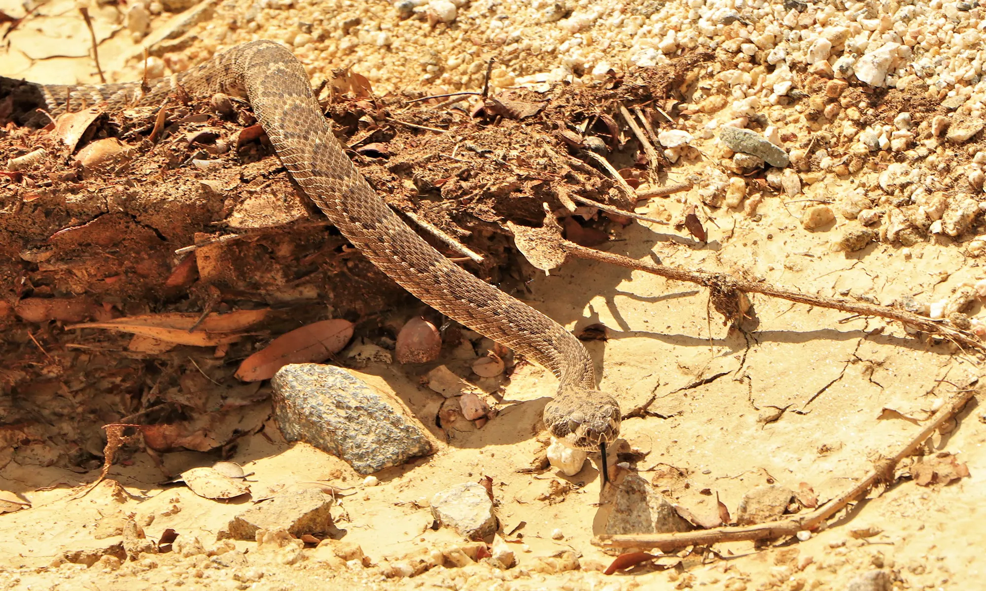 Destino-Los-Cabos-magazine_blog_The Wild Still Lives Here_Rethinking Adventure in a Changing Cabo 03