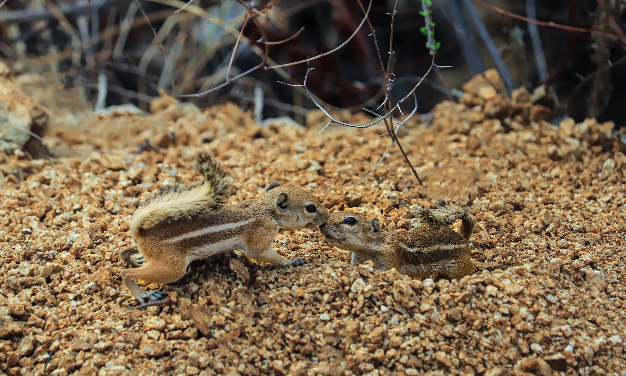 Destino-Los-Cabos-magazine_blog_The Wild Still Lives Here_Rethinking Adventure in a Changing Cabo 04