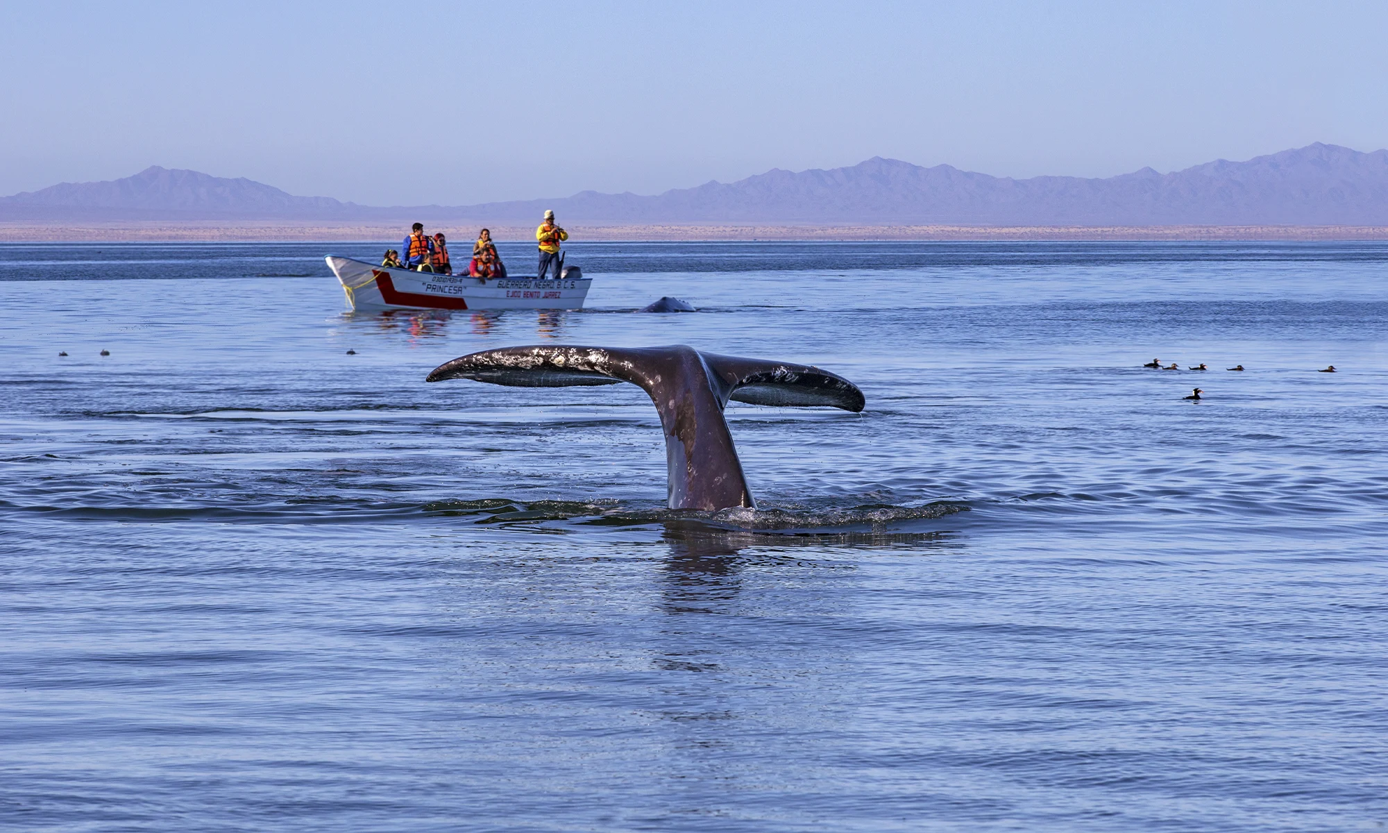 Destino-Los-Cabos-magazine_blog_Whale Watching in Baja California Sur_A Practical, Ethical Guide 02