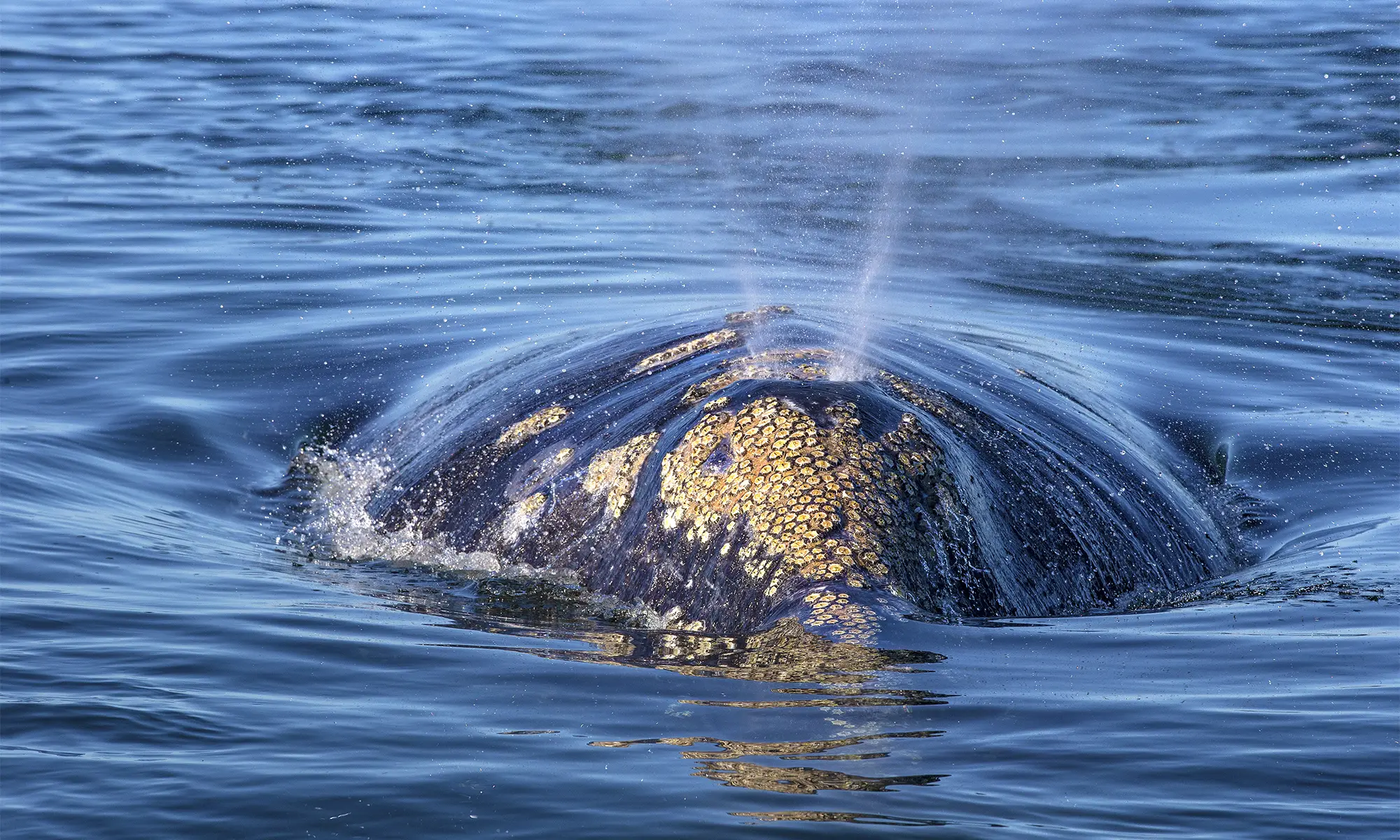 Destino-Los-Cabos-magazine_blog_Whale Watching in Baja California Sur_A Practical, Ethical Guide 03