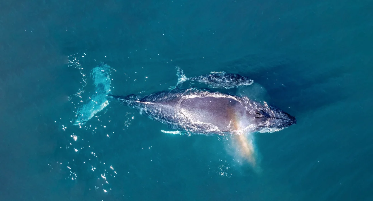 Destino-Los-Cabos-magazine_blog_On the Whales' Terms_ What Responsible Whale Watching Really Means in South Baja 01