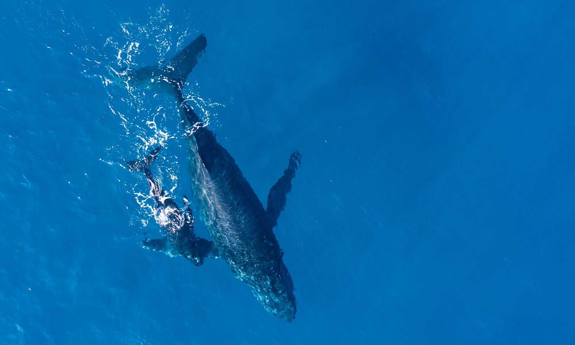 Destino-Los-Cabos-magazine_blog_On the Whales' Terms_ What Responsible Whale Watching Really Means in South Baja 02