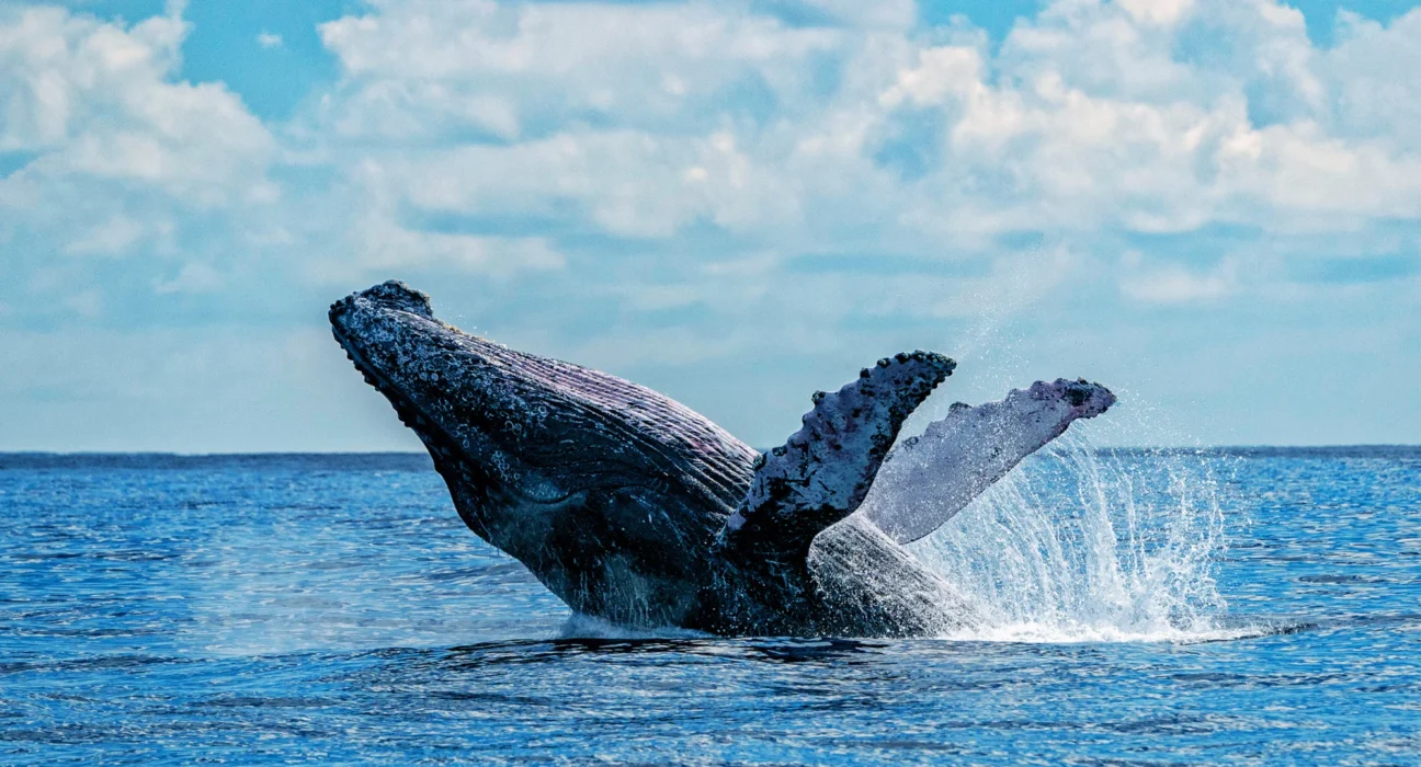 Destino-Los-Cabos-magazine_blog_Whale Watching in Baja California Sur_A Practical, Ethical Guide 06
