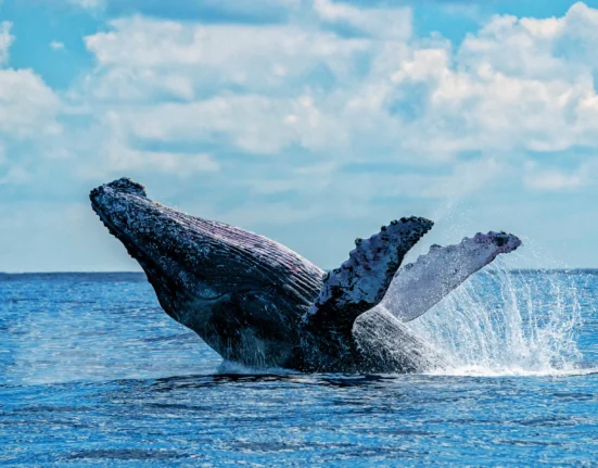 Destino-Los-Cabos-magazine_blog_Whale Watching in Baja California Sur_A Practical, Ethical Guide 06
