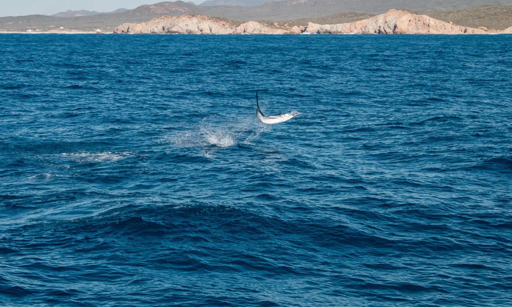 Destino-Los-Cabos-magazine_blog_Why Judgment, Not Luck, Defines Sportfishing in Cabo 04