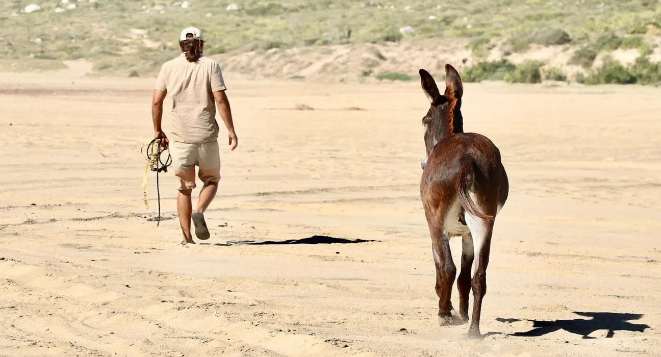 Destino-Los-Cabos-magazine_blog_Fifteen Burros and a Legal Grey Area in Baja California Sur 01