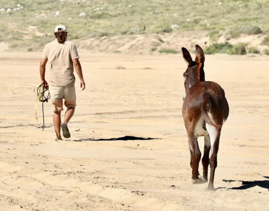 Destino-Los-Cabos-magazine_blog_Fifteen Burros and a Legal Grey Area in Baja California Sur 01
