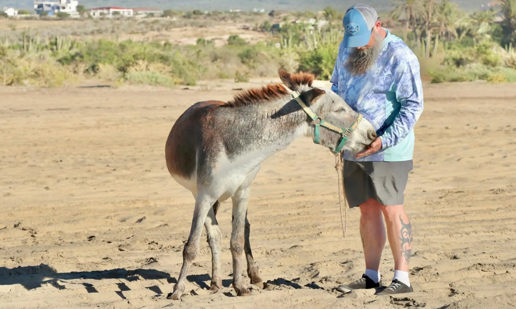 Destino-Los-Cabos-magazine_blog_Fifteen Burros and a Legal Grey Area in Baja California Sur 04