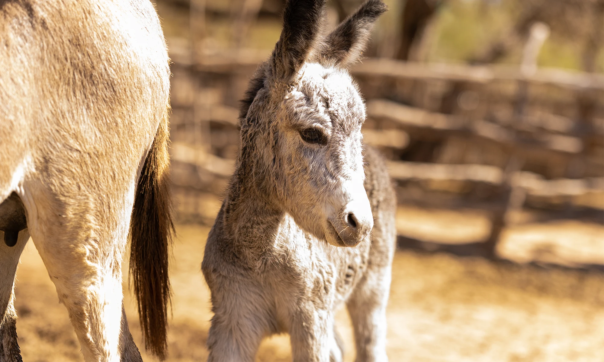 Destino-Los-Cabos-magazine_blog_Fifteen Burros and a Legal Grey Area in Baja California Sur 05