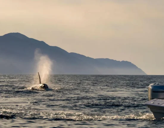 Destino-Los-Cabos-magazine_blog_The Case for Restraint_Baja Wild Encounters and the Ethics of Orca Tourism 01