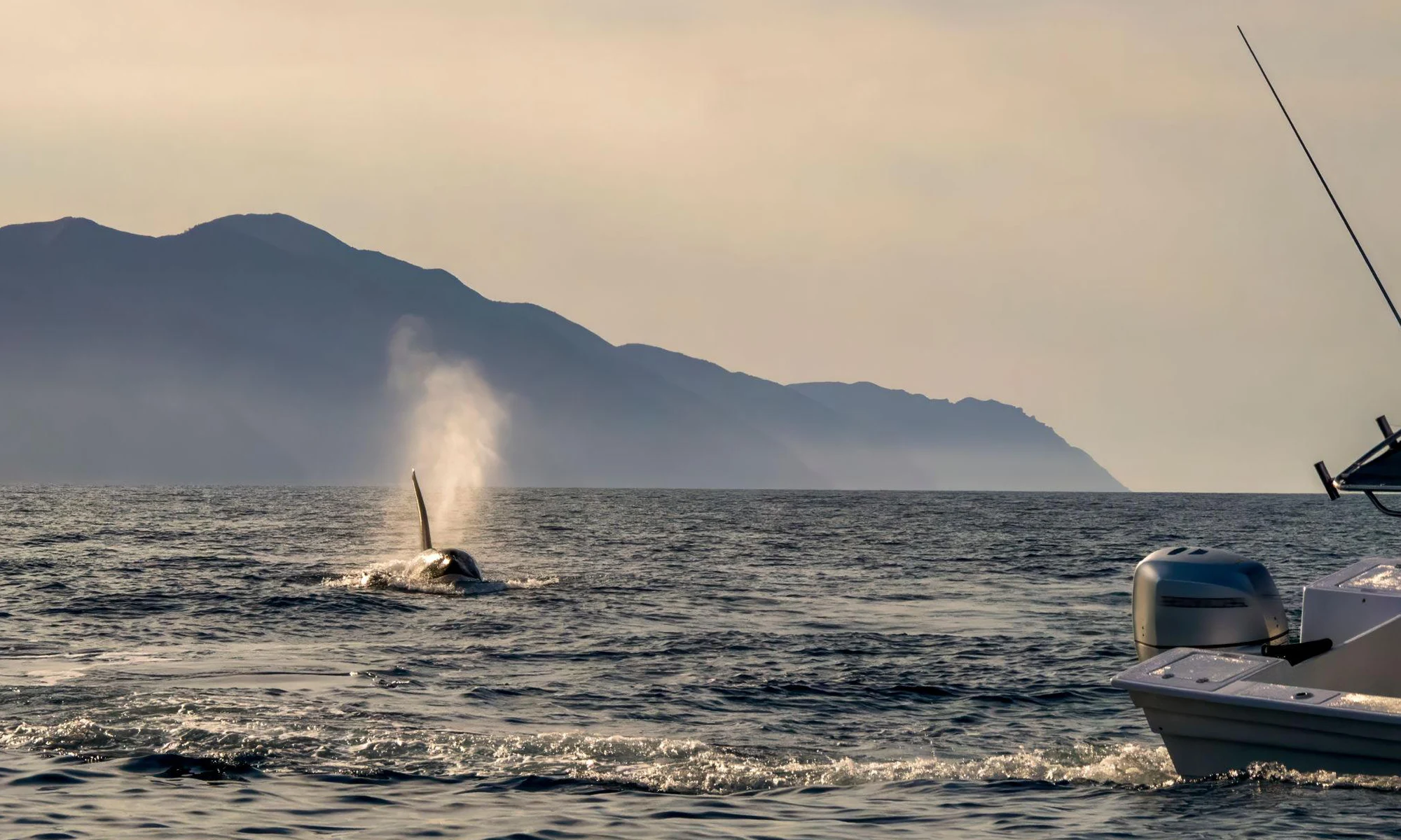 Destino-Los-Cabos-magazine_blog_The Case for Restraint_Baja Wild Encounters and the Ethics of Orca Tourism 01
