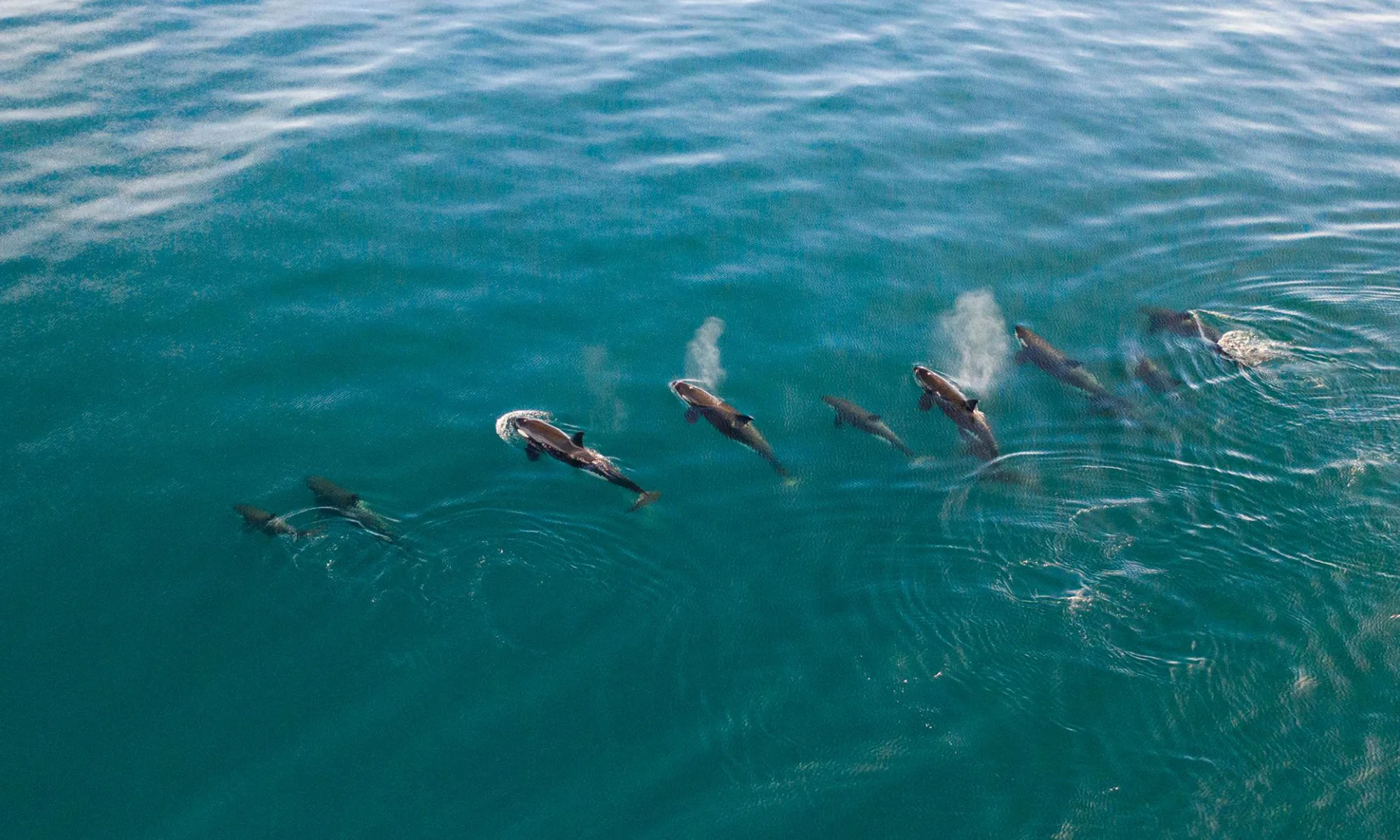 Destino-Los-Cabos-magazine_blog_The Case for Restraint_Baja Wild Encounters and the Ethics of Orca Tourism 02