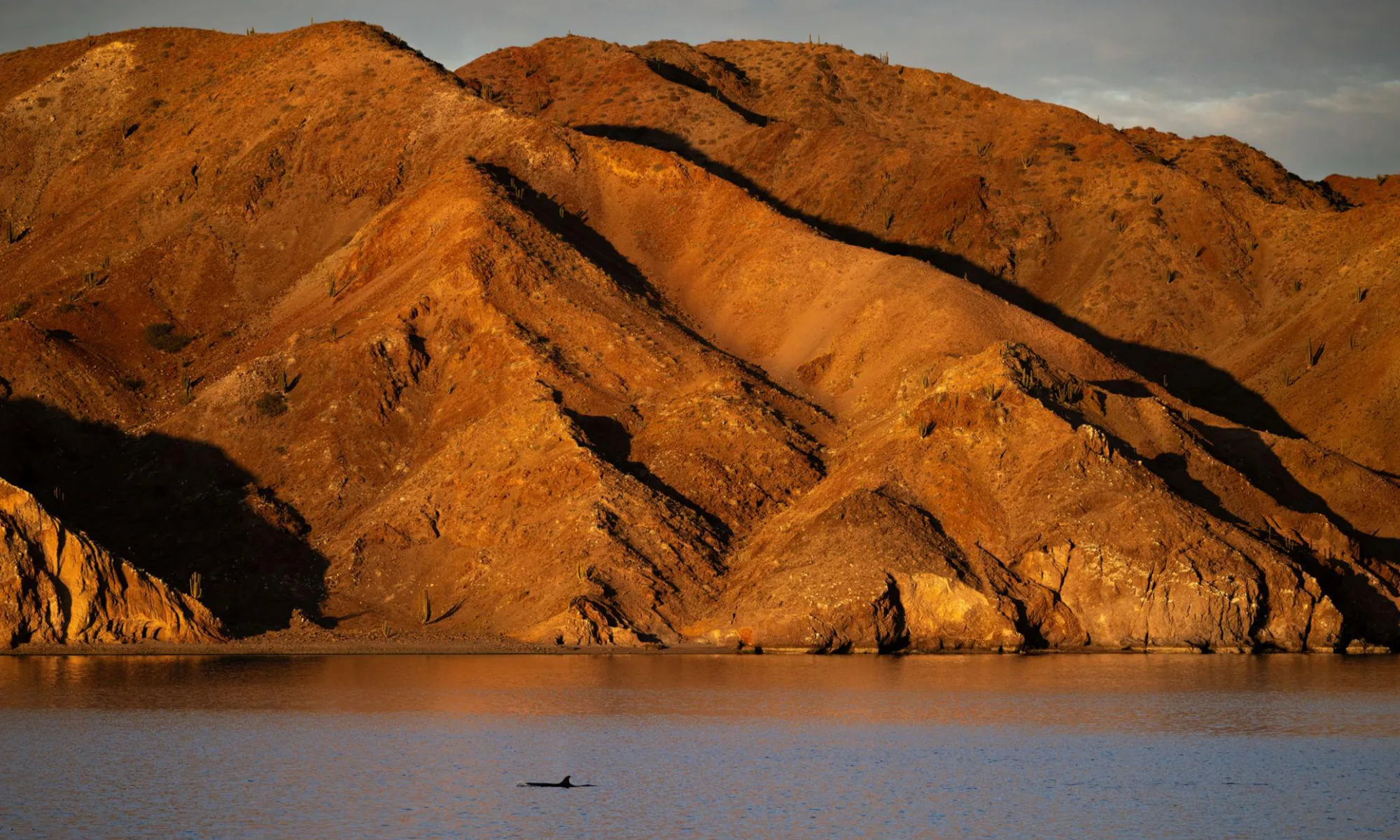 Destino-Los-Cabos-magazine_blog_The Case for Restraint_Baja Wild Encounters and the Ethics of Orca Tourism 03
