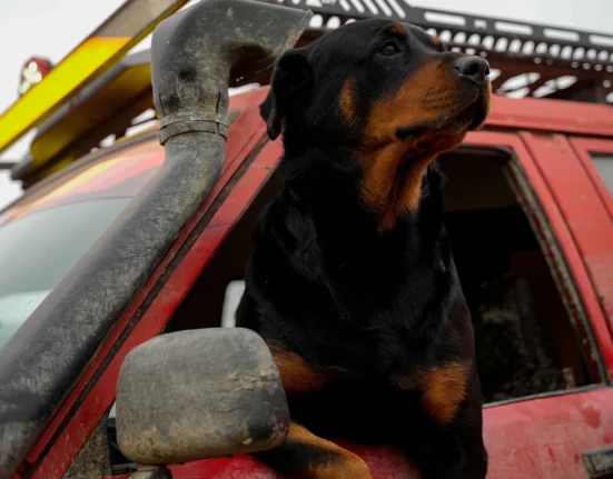 Destino-Los-Cabos-magazine_blog_A Dog Owner’s Guide to Vacationing in Los Cabos