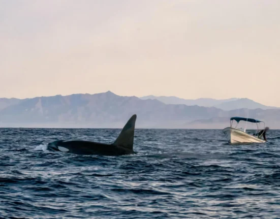 Destino-Los-Cabos-magazine_blog_Orca Tourism Is Moving Faster Than Science and Regulation