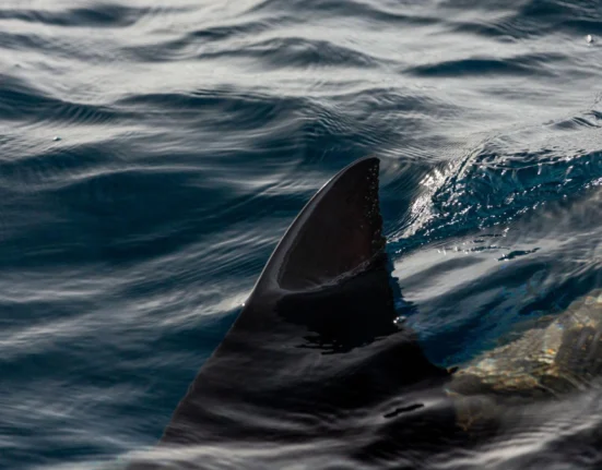 Destino-Los-Cabos-magazine_blog_White Shark Spotted Off Espiritu Santo Island