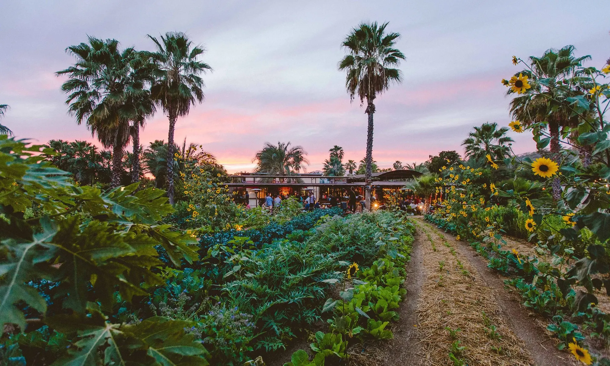 Destino-Los-Cabos-magazine_blog_Breakfast Restaurant Guide